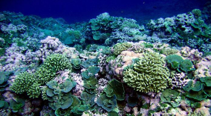 Biodiversity helps coral reefs thrive – and could be part of strategies to save them
