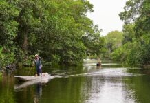 Why Apple is investing in Colombia’s mangroves