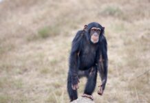 Action is needed to save West Africa’s critically endangered chimpanzees