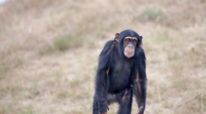 Action is needed to save West Africa’s critically endangered chimpanzees