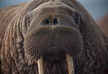 Disappearing sea ice is changing the whole ecosystem of the Arctic Ocean