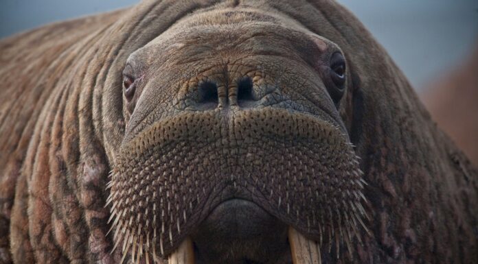 Disappearing sea ice is changing the whole ecosystem of the Arctic Ocean