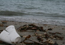 New York City Styrofoam Ban Begins