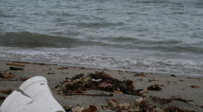 New York City Styrofoam Ban Begins