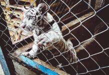 Thousands of Endangered Wildlife Seized in Joint INTERPOL-WCO Operation