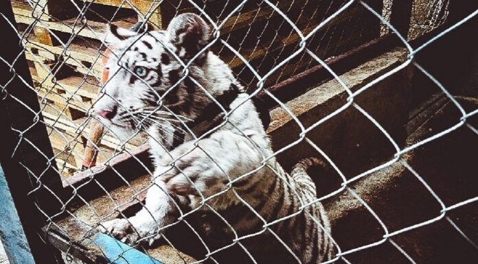 Thousands of Endangered Wildlife Seized in Joint INTERPOL-WCO Operation