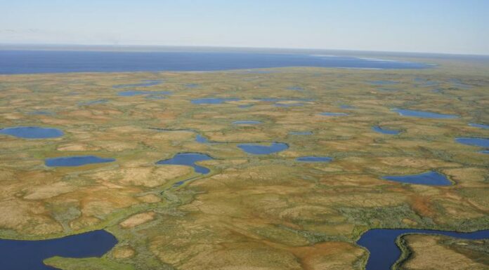Peatlands on permafrost