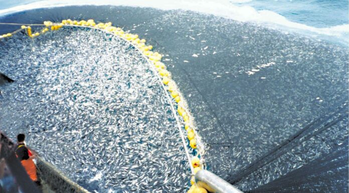 Artificial intelligence makes fishing more sustainable by tracking illegal activity