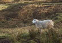 Severe Weather Cost Scottish Farmers £161 Million in 2018, Predicted to Worsen with Climate Change