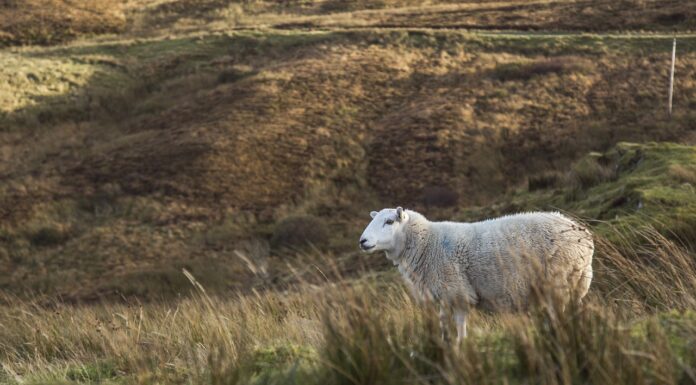 Severe Weather Cost Scottish Farmers £161 Million in 2018, Predicted to Worsen with Climate Change