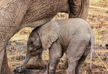 Elephant and Rhino Populations Rebounding Following Poaching Crackdown in Tanzania