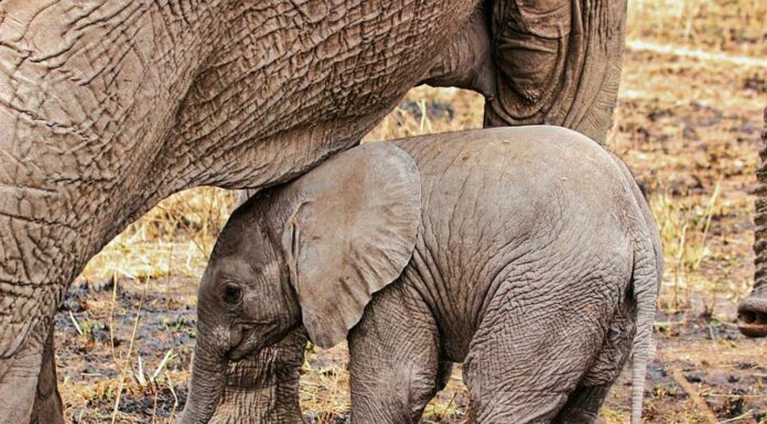 Elephant and Rhino Populations Rebounding Following Poaching Crackdown in Tanzania