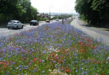 Roadside wildflower meadows are springing up across the UK – and they’re helping wildlife in a big way