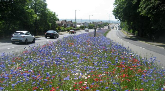 Roadside wildflower meadows are springing up across the UK – and they’re helping wildlife in a big way