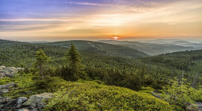 Reforest an area the size of the US to help avert climate breakdown