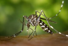New research suggests climate change could enable mosquitoes to evolve more rapidly