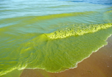 Worsening Water Quality Reducing Economic Growth by a Third, Says World Bank