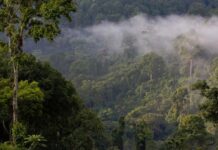 Ethiopia Breaks World Record, Plants More than 350 Million Trees in 12 Hours