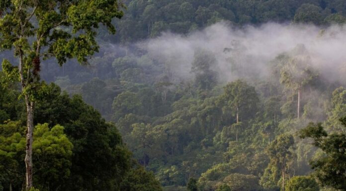 Ethiopia Breaks World Record, Plants More than 350 Million Trees in 12 Hours