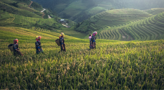 Climate Change Threatens Global Food Security, Says New UN Report