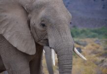 Kenya Launches Awareness Campaign to Stop Illegal Ivory Trade