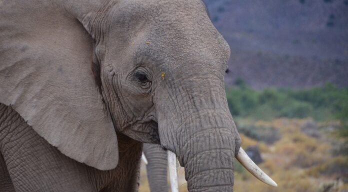 Kenya Launches Awareness Campaign to Stop Illegal Ivory Trade