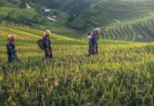 How are Farmers Responding to COVID-19?