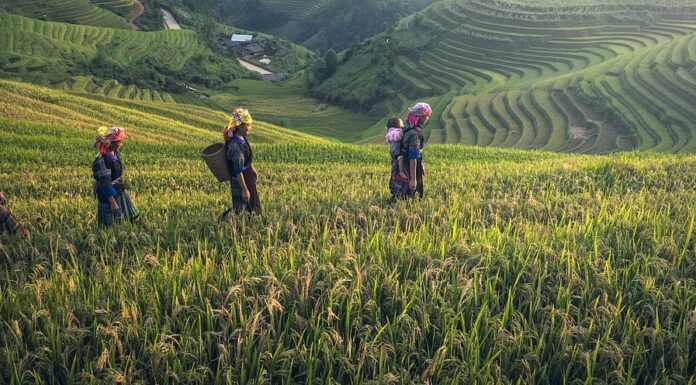 How are Farmers Responding to COVID-19?