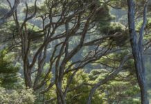 7 Indigenous technologies changing landscapes