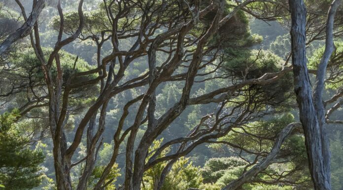 7 Indigenous technologies changing landscapes