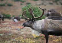 Mass starvation of reindeer linked to climate change and habitat loss