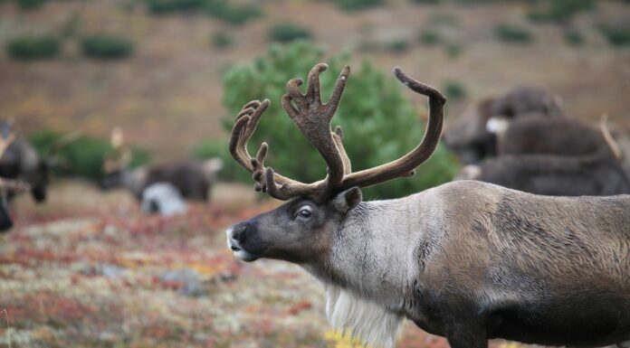 Mass starvation of reindeer linked to climate change and habitat loss