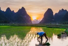 Feeding the world: archaeology can help us learn from history to build a sustainable future for food