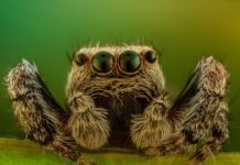 Spiders are threatened by climate change – and even the biggest arachnophobes should be worried