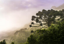 Climate breakdown is pushing Brazil’s iconic Araucaria tree to extinction – new research