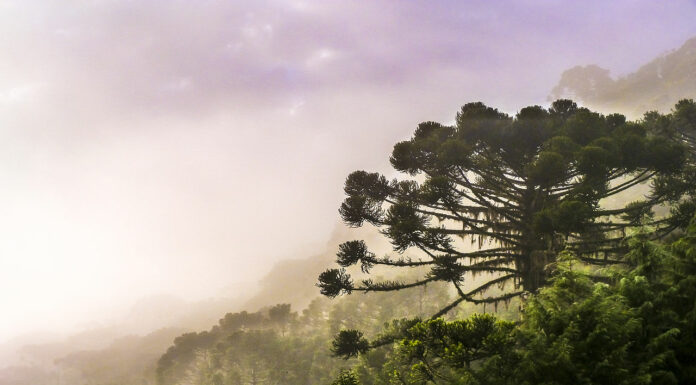 Climate breakdown is pushing Brazil’s iconic Araucaria tree to extinction – new research