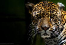 New Initiative Launched to Protect Central America’s Five Great Forests