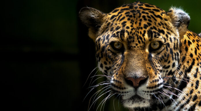 New Initiative Launched to Protect Central America’s Five Great Forests