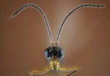 Insects might soon be trained to protect our crops