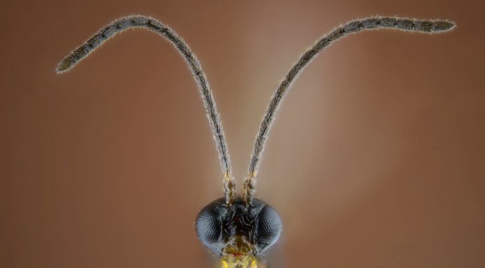 Insects might soon be trained to protect our crops