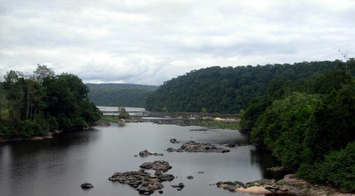 Gabon to Receive $150 million from Norway to Preserve Rainforests