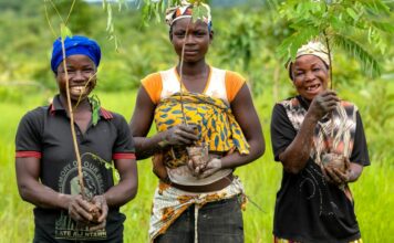 The trees that help the Daka River flow