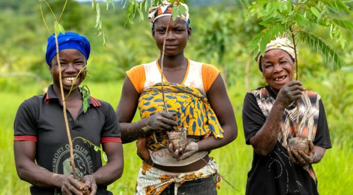 The trees that help the Daka River flow