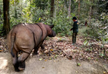 Sumatra survey looks to identify at-risk rhinos for captive breeding