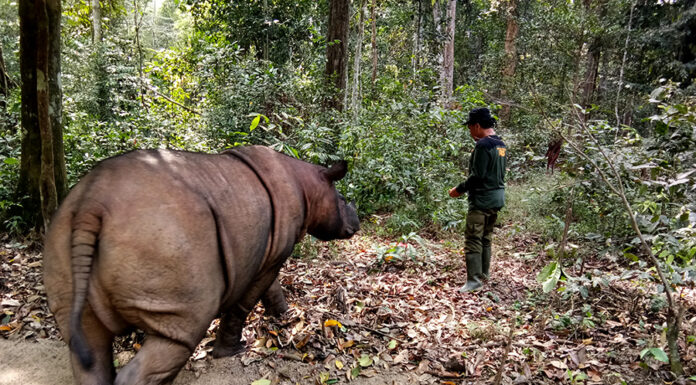Sumatra survey looks to identify at-risk rhinos for captive breeding
