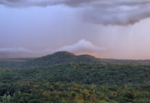 Tracking Bolivian Forest Fires: New App Launched May Aid Firefighter Response Time