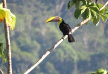 Animals are disappearing from forests, with grave consequences for the fight against climate breakdown – new research