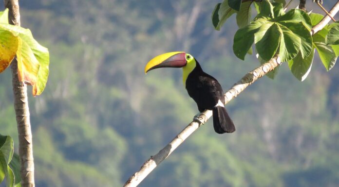 Animals are disappearing from forests, with grave consequences for the fight against climate breakdown – new research