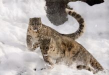 UN Environment and adidas Runtastic Team Up to Run Wild for Snow Leopards