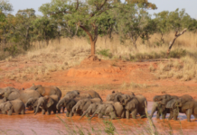 Satellite Collars to Reinforce Elephant Protection Efforts in Nigeria